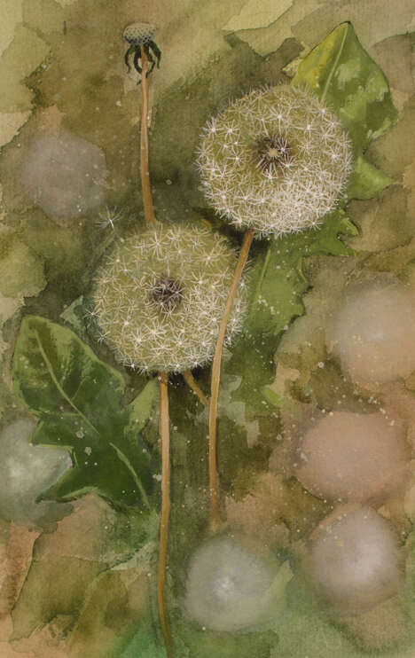Benningfield Dandelions